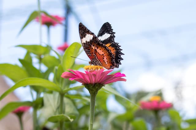 Butterfly Staxx 2