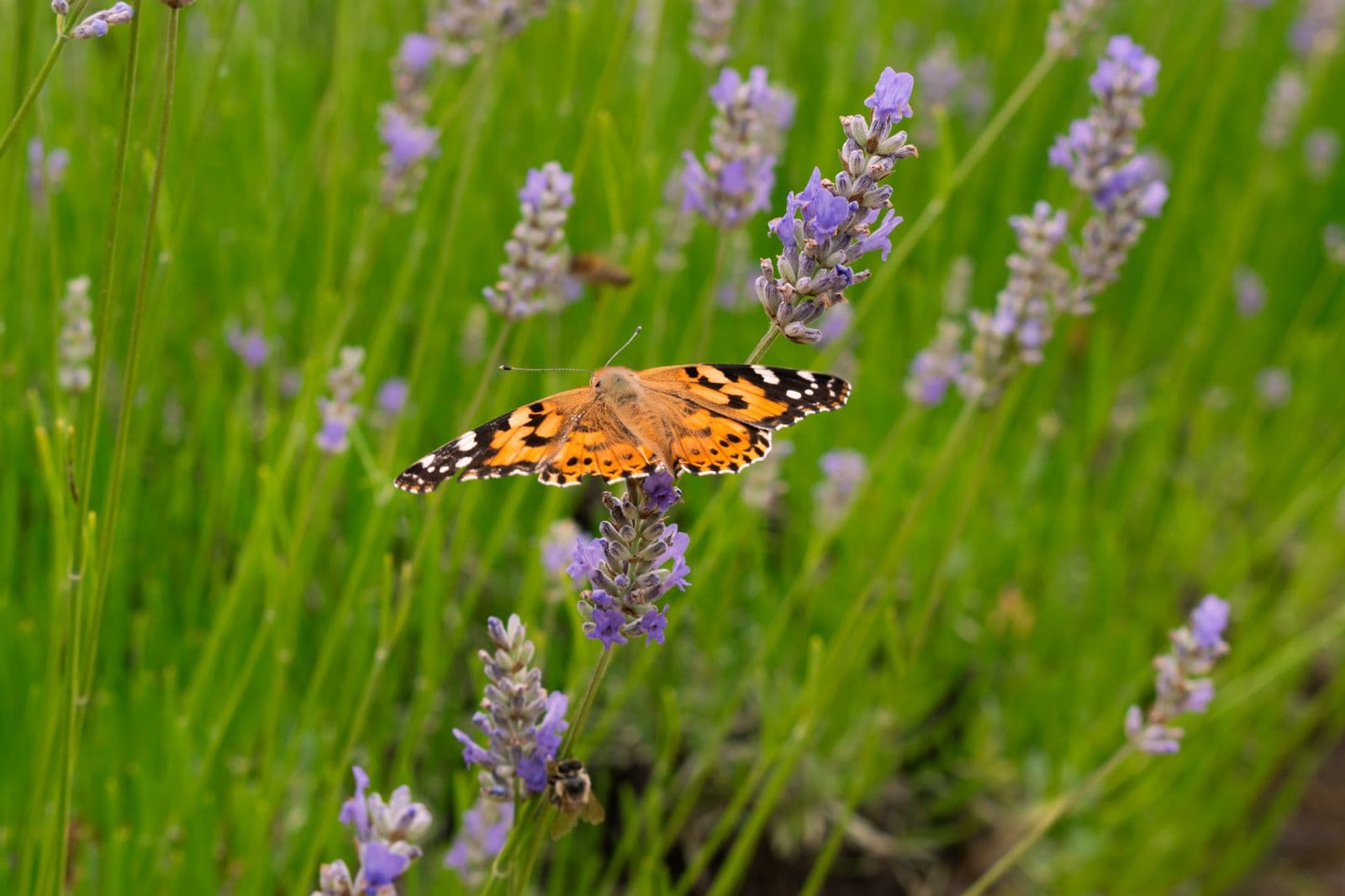 Butterfly Staxx