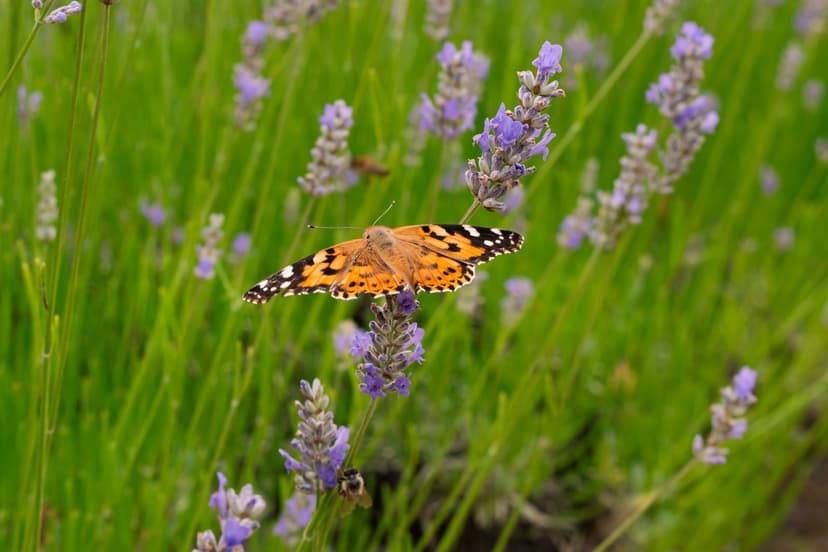 Butterfly Staxx
